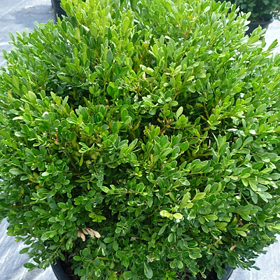 Buxus m. var. jap. 'Green Gem'