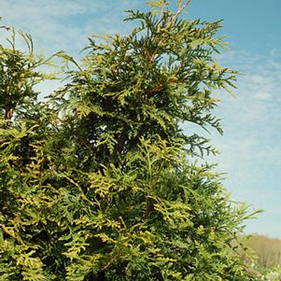 Thuja p. 'Green Giant'