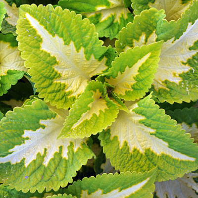 Coleus 'Kong Jr Green Halo'