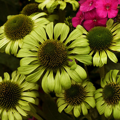 Echinacea p. 'Green Jewel'