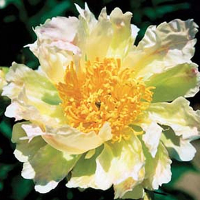 Paeonia l. 'Green Lotus'