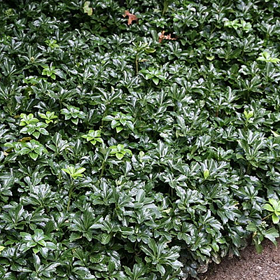 Pachysandra t. 'Green Sheen'