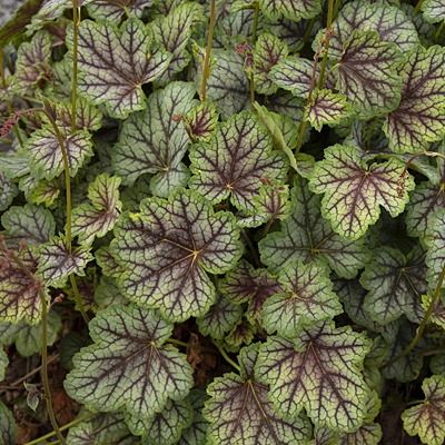 Heuchera a. 'Green Spice'