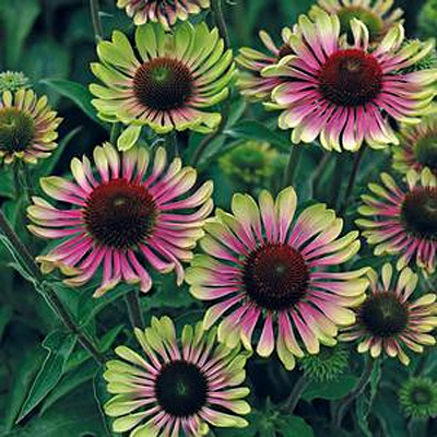 Echinacea p. 'Green Twister'