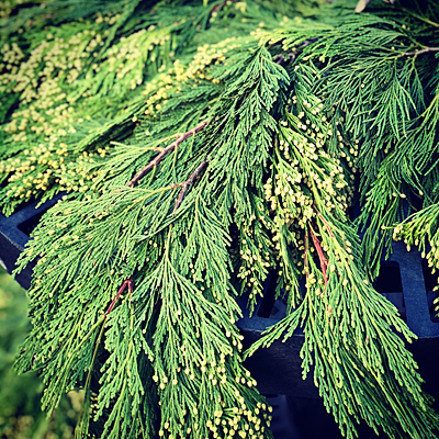 Greens - Incense Cedar
