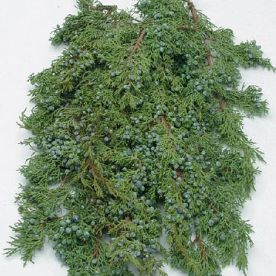 Greens - Berried Juniper