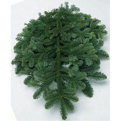 Greens - Noble Fir