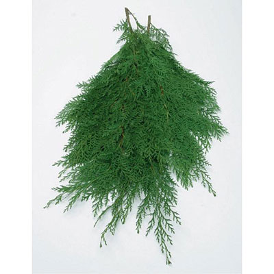 Greens - Port Orford Cedar