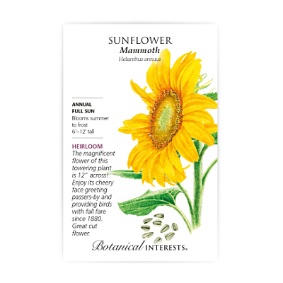Seeds - BI Sunflower Mammoth Grey Stripe