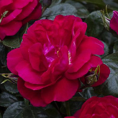 Rosa 'Grace N' Grit Pink'