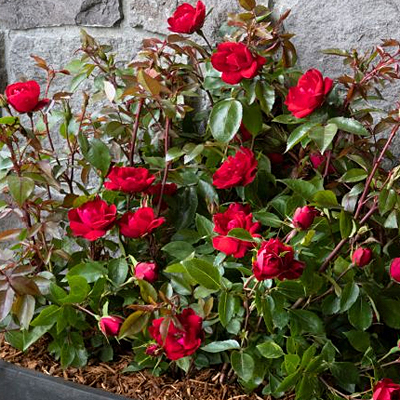 Rosa 'Grace N' Grit Red'