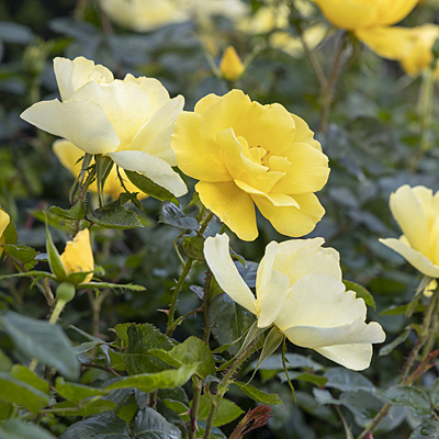 Rosa 'Grace N' Grit Yellow'