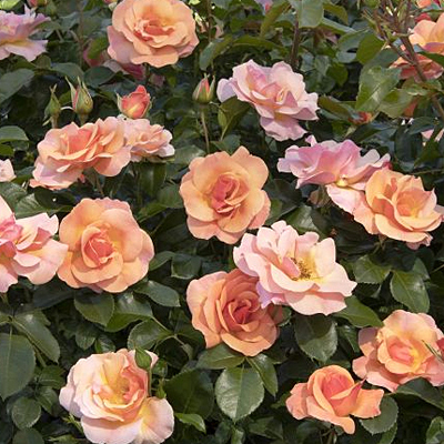 Rosa 'Nitty Gritty Peach'