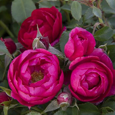 Rosa 'Nitty Gritty Pink'