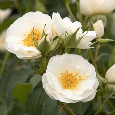 Rosa 'Nitty Gritty White'