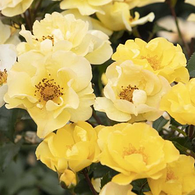 Rosa 'Nitty Gritty Yellow'