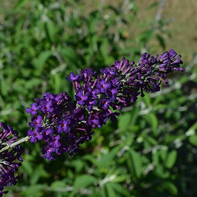 Buddleia d. 'Groovy Grape'