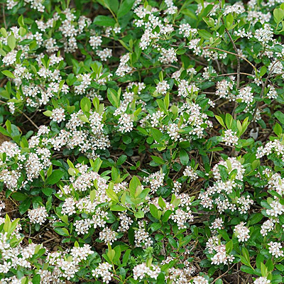 Aronia m. 'Ground Hug'