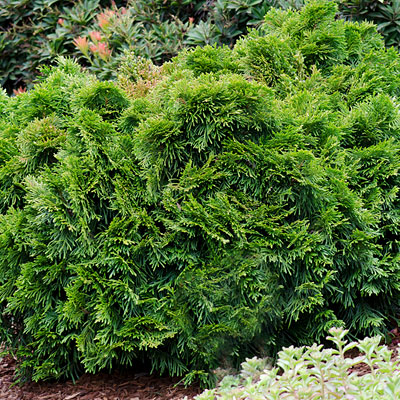 Thuja p. 'Grune Kugel'