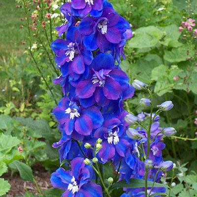 Delphinium x 'Guardian Blue'