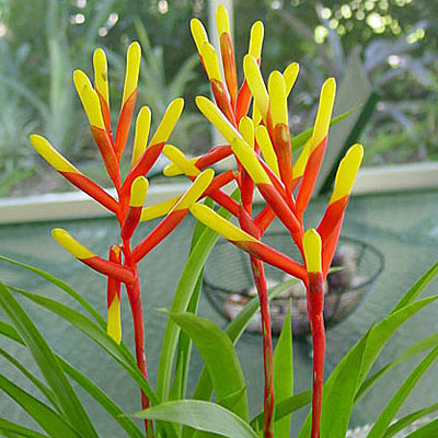Guzmania sprucei