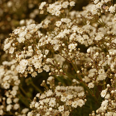Gypsophila p. 'Festival Star'