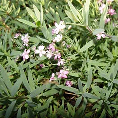 Gypsophila r. 'Rosea'