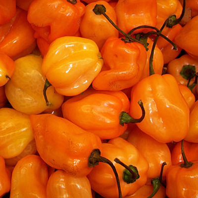 Pepper 'Habanero Orange'