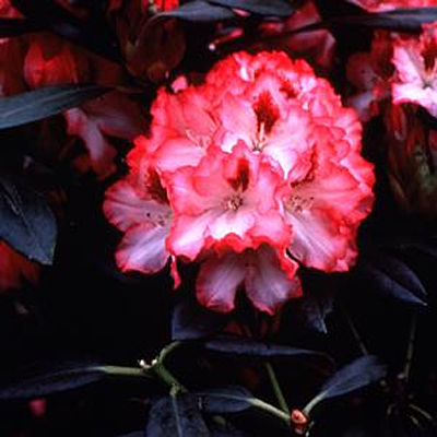 Rhododendron 'Hachmann's Polaris'