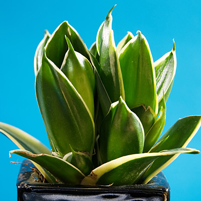 Sansevieria 'Hahnii Jade'