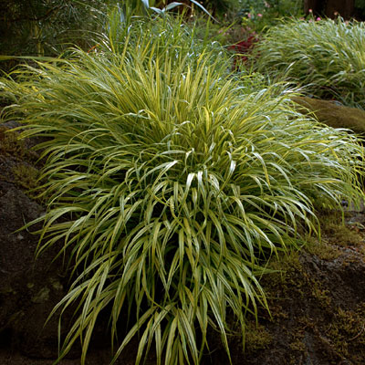 Hakonechloa m. 'Aureola'