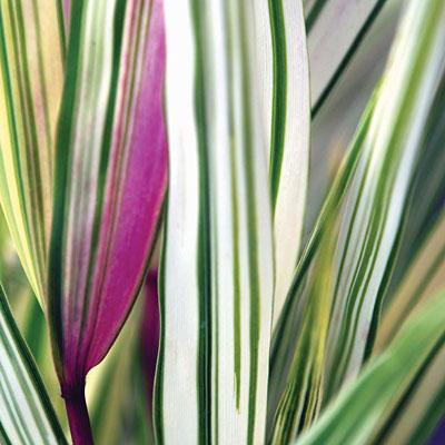 Hakonechloa m. 'Fubuki'