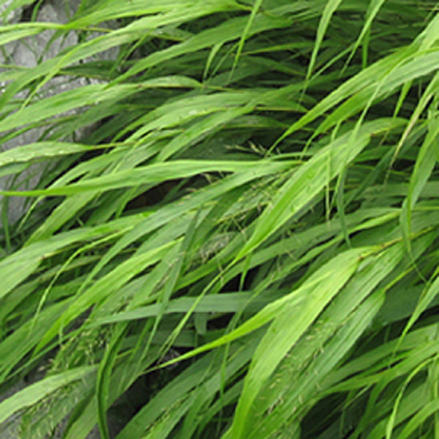 Hakonechloa macra