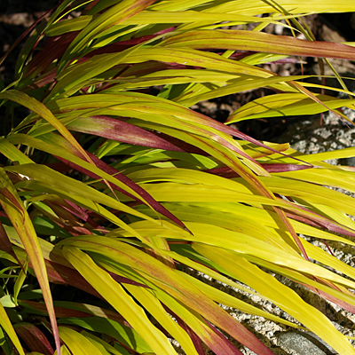 Hakonechloa m. 'SunFlare'