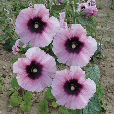 Alcea r. 'Halo Candy'