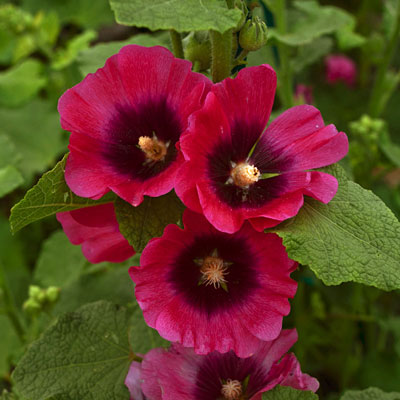Alcea r. 'Halo Cerise'
