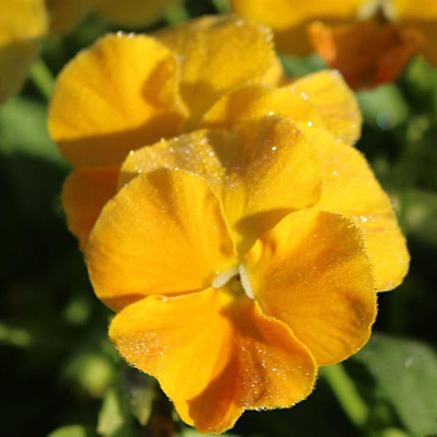 Viola c. 'Halo Golden Yellow'
