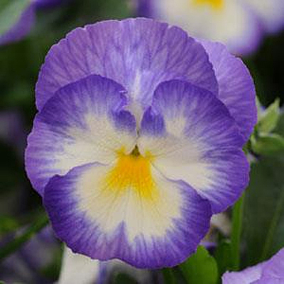Viola c. 'Halo Lilac'