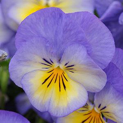 Viola c. 'Halo Sky Blue'