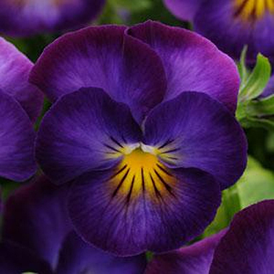 Viola c. 'Halo Violet'