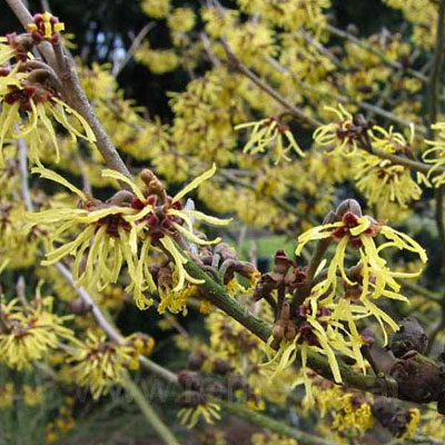 Hamamelis virginiana