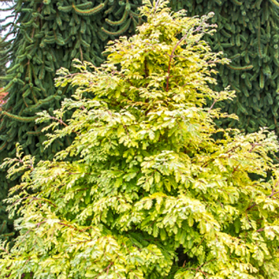 Metasequoia g. 'Hamlet's Broom'