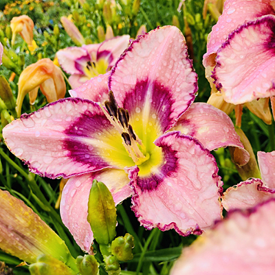 Hemerocallis 'Handwriting on the Wall'