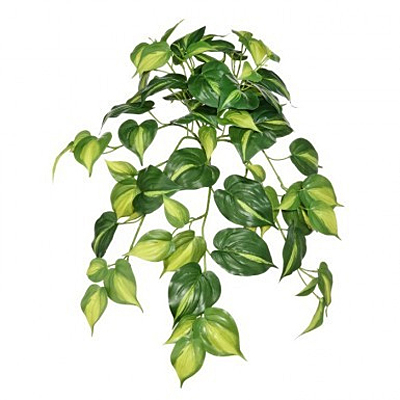 Natural Touch Hanging Pothos