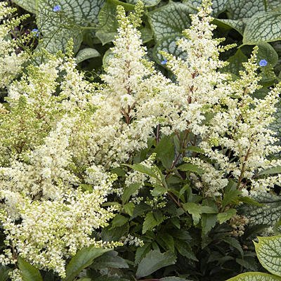 Astilbe a. 'Happy Day'