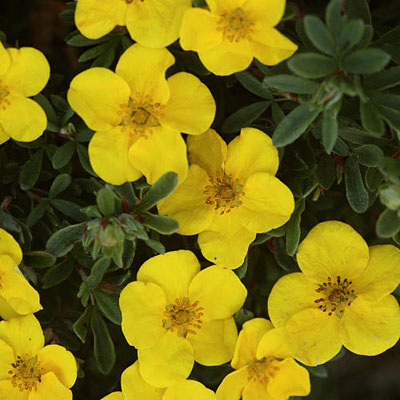 Potentilla f. 'Happy Face Yellow'