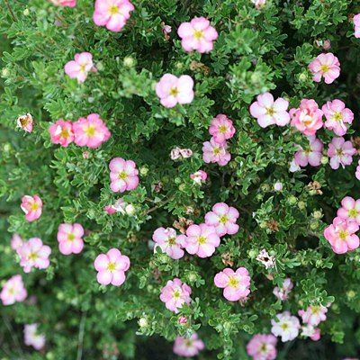 Potentilla f. 'Happy Face Hearts'
