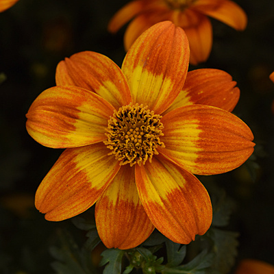 Bidens 'Bee Happy Orange'