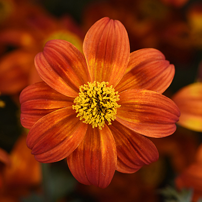 Bidens 'Bee Happy Red'