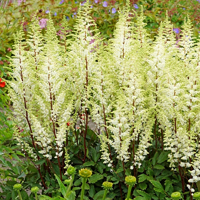 Astilbe x 'Happy Spirit'